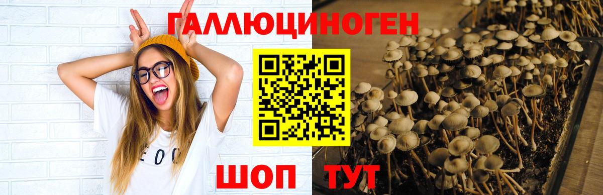 Галлюциногенные грибы Psilocybine cubensis  Вход с VPN  Балабаново  Псилоцибиновые грибы мухоморы 